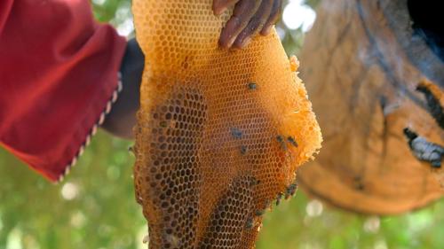 Les maîtres des abeilles