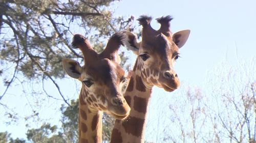 Une saison au zoo