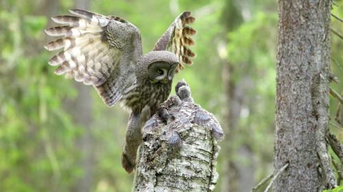 A la rencontre des rapaces