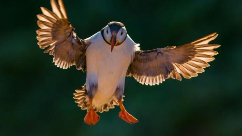 Les oiseaux